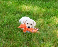 AKC Perseus, a male Labrador Retriever for sale in Syracuse, IN – 2 of 10