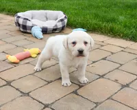 AKC Captain , a male Labrador Retriever for sale in Syracuse, IN – 3 of 8