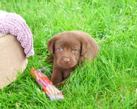AKC Coco, a female Labrador Retriever for sale in Syracuse, IN – 6 of 8