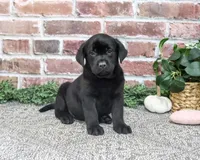 AKC Opal, a female Labrador Retriever for sale in Syracuse, IN – 3 of 5