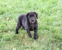 AKC Brooke, a female Labrador Retriever for sale in Syracuse, IN – 1 of 10