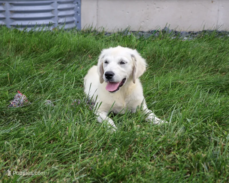 AKC Tallulah – English Cream Golden Retriever puppy for sale in Syracuse, IN