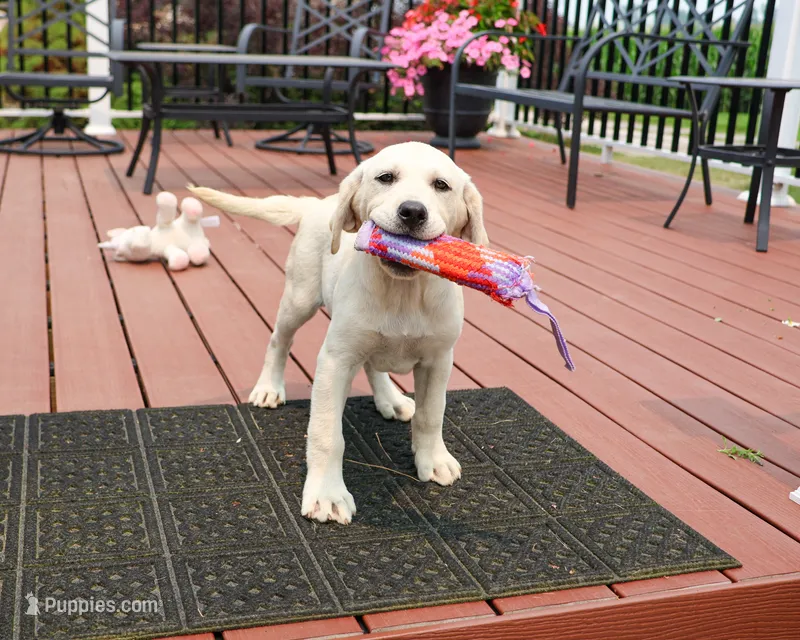 AKC Tinkerbell  – Labrador Retriever puppy for sale in Syracuse, IN