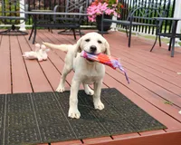 AKC Tinkerbell , a female Labrador Retriever for sale in Syracuse, IN – 5 of 10