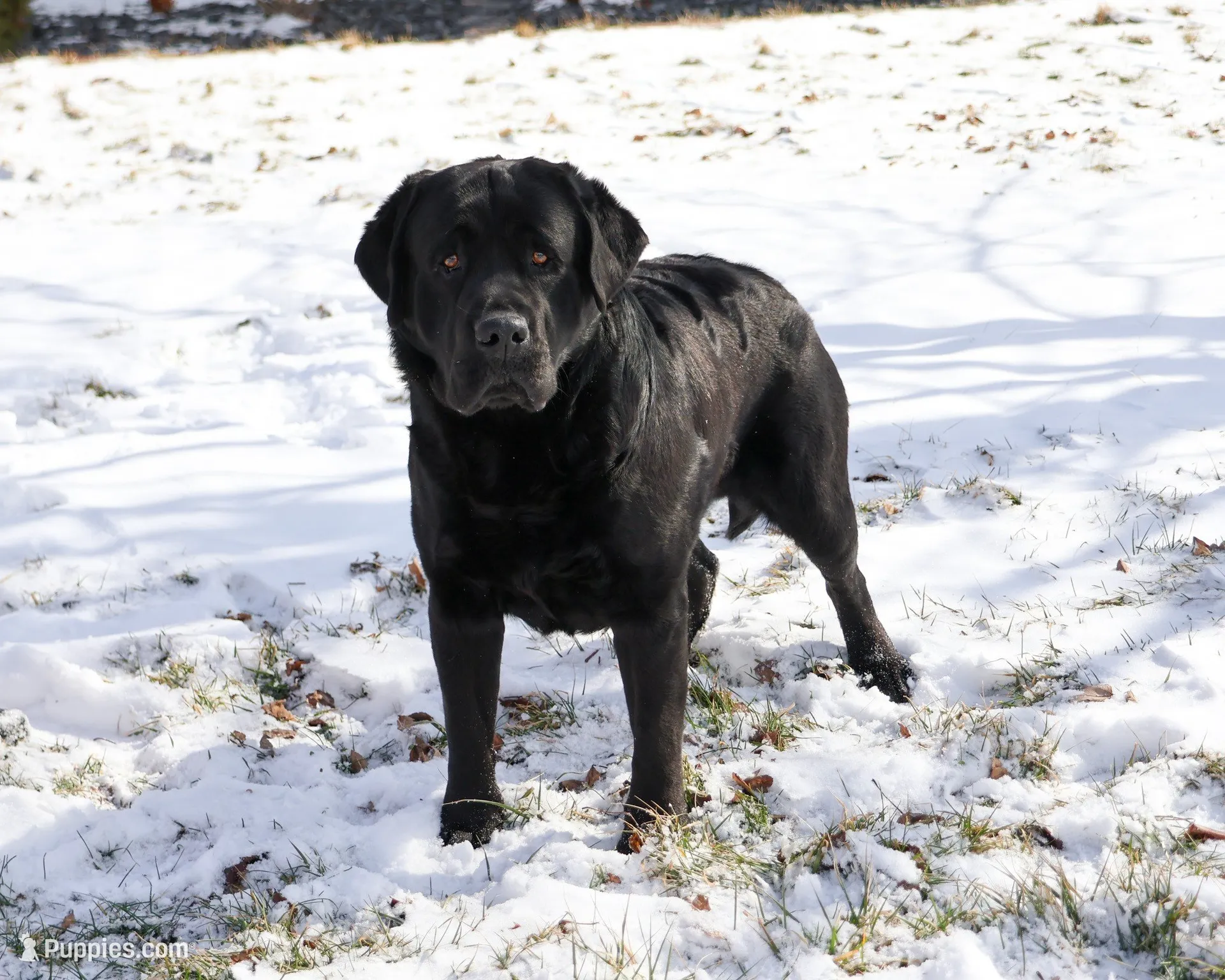 AKC Magneto , a male Labrador Retriever for sale in Syracuse, IN – 7 of 7
