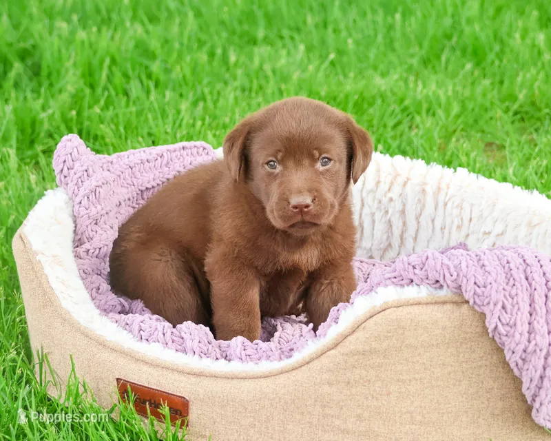 AKC Coco – Labrador Retriever puppy for sale in Syracuse, IN