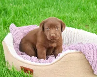 AKC Coco, a female Labrador Retriever for sale in Syracuse, IN – 1 of 8
