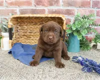 AKC Samuel , a male Labrador Retriever for sale in Syracuse, IN – 3 of 6