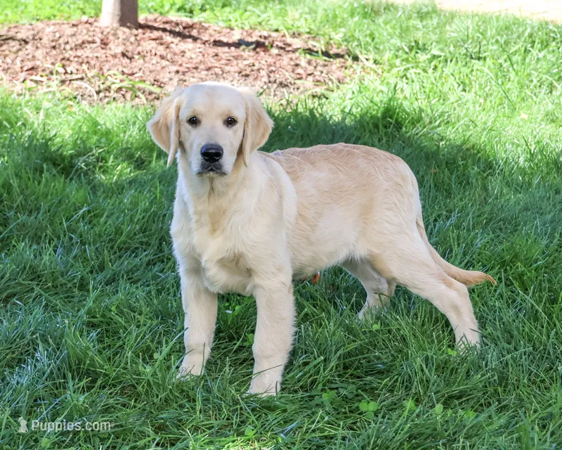AKC Gilbert – Golden Retriever puppy for sale in Syracuse, IN