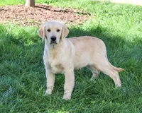 AKC Gilbert, a male Golden Retriever for sale in Syracuse, IN – 1 of 10
