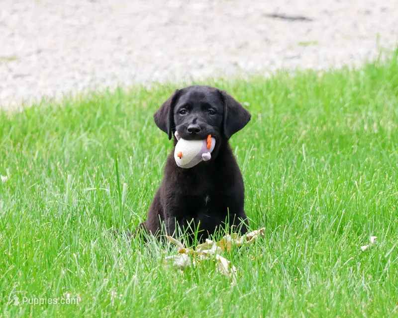 AKC Iridessa  – Labrador Retriever puppy for sale in Syracuse, IN