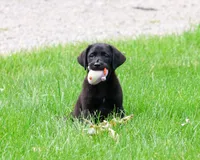 AKC Iridessa , a female Labrador Retriever for sale in Syracuse, IN – 1 of 10