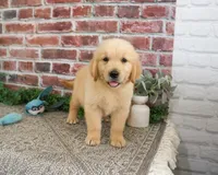 AKC Georgie , a male Golden Retriever for sale in Syracuse, IN – 2 of 9