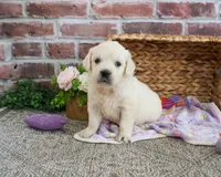 AKC Tori, a female English Cream Golden Retriever for sale in Syracuse, IN – 4 of 8