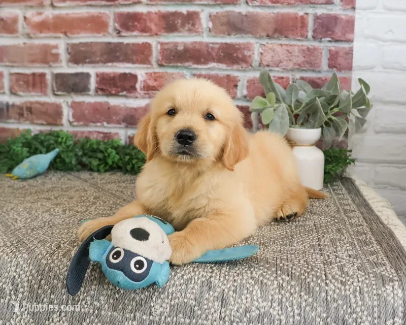 AKC Georgie  – Golden Retriever puppy for sale in Syracuse, IN