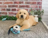 AKC Georgie , a male Golden Retriever for sale in Syracuse, IN – 1 of 9
