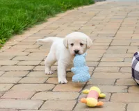 AKC Bucky, a male Labrador Retriever for sale in Syracuse, IN – 2 of 7