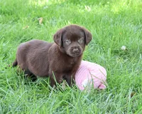 AKC Marie, a female Labrador Retriever for sale in Syracuse, IN – 2 of 5