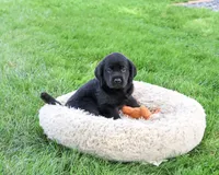 Mario, a male Labrador Retriever for sale in Syracuse, IN – 5 of 5