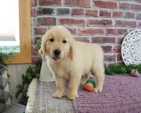 AKC Gwenn, a female Golden Retriever for sale in Syracuse, IN – 4 of 4