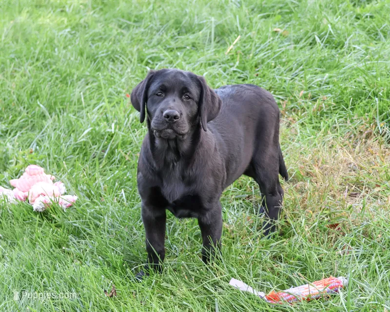 AKC Brooke – Labrador Retriever puppy for sale in Syracuse, IN