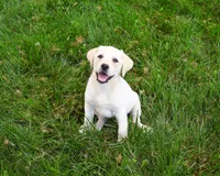 AKC Rosetta, a female Labrador Retriever for sale in Syracuse, IN – 3 of 7