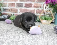 AKC Emilee, a female Labrador Retriever for sale in Syracuse, IN – 6 of 6