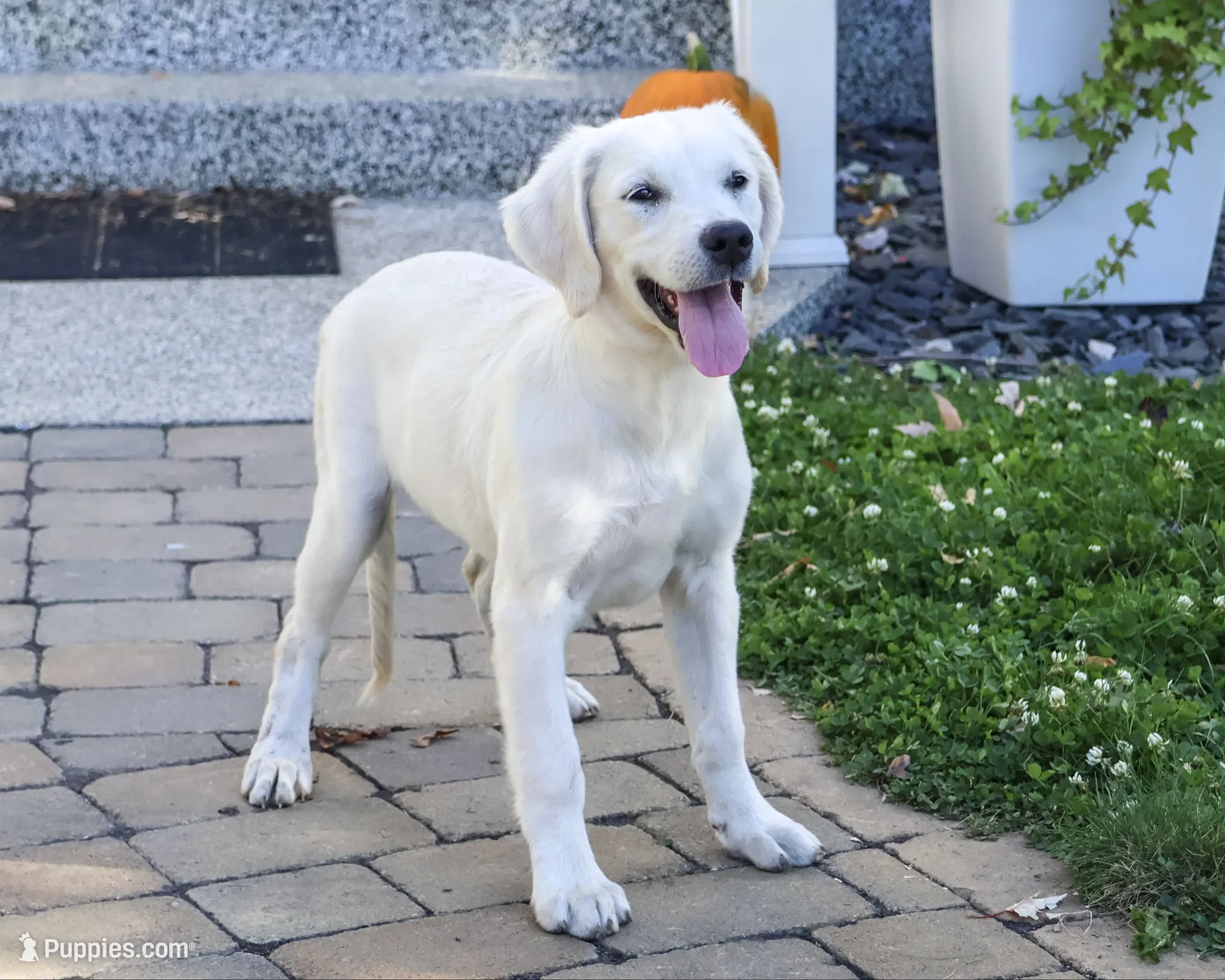 AKC Twinkle, a female English Cream Golden Retriever for sale in Syracuse, IN – 3 of 10