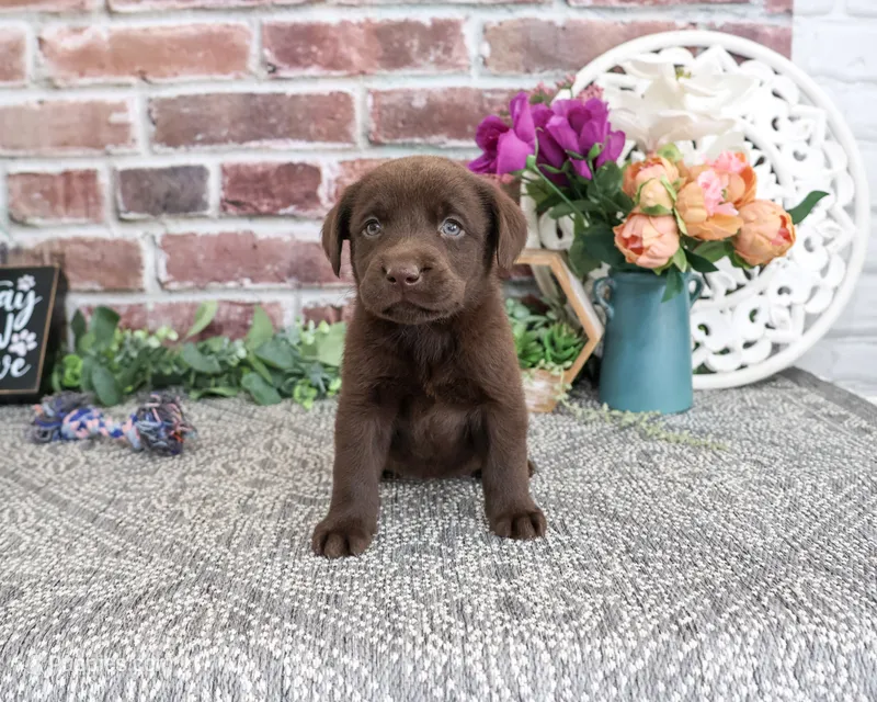 AKC Kit  – Labrador Retriever puppy for sale in Syracuse, IN