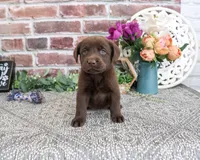 AKC Kit , a female Labrador Retriever for sale in Syracuse, IN – 1 of 3