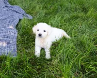 AKC Sycamore, a male English Cream Golden Retriever for sale in Syracuse, IN – 5 of 5