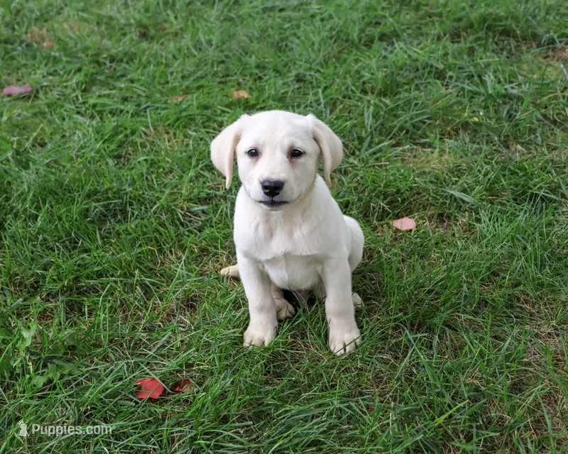 AKC Randy – Labrador Retriever puppy for sale in Syracuse, IN