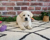 AKC Wanda, a female Labrador Retriever for sale in Syracuse, IN – 5 of 8