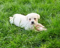 AKC Silvermist , a female Labrador Retriever for sale in Syracuse, IN – 6 of 8