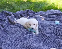 AKC Oak, a male English Cream Golden Retriever for sale in Syracuse, IN – 3 of 7