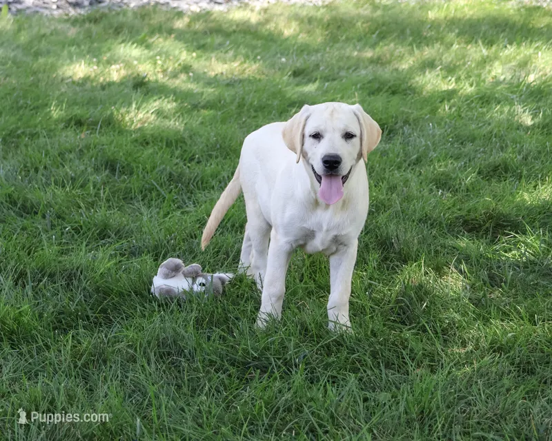 AKC Phineas – Labrador Retriever puppy for sale in Syracuse, IN
