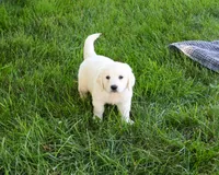 AKC Oak, a male English Cream Golden Retriever for sale in Syracuse, IN – 5 of 7