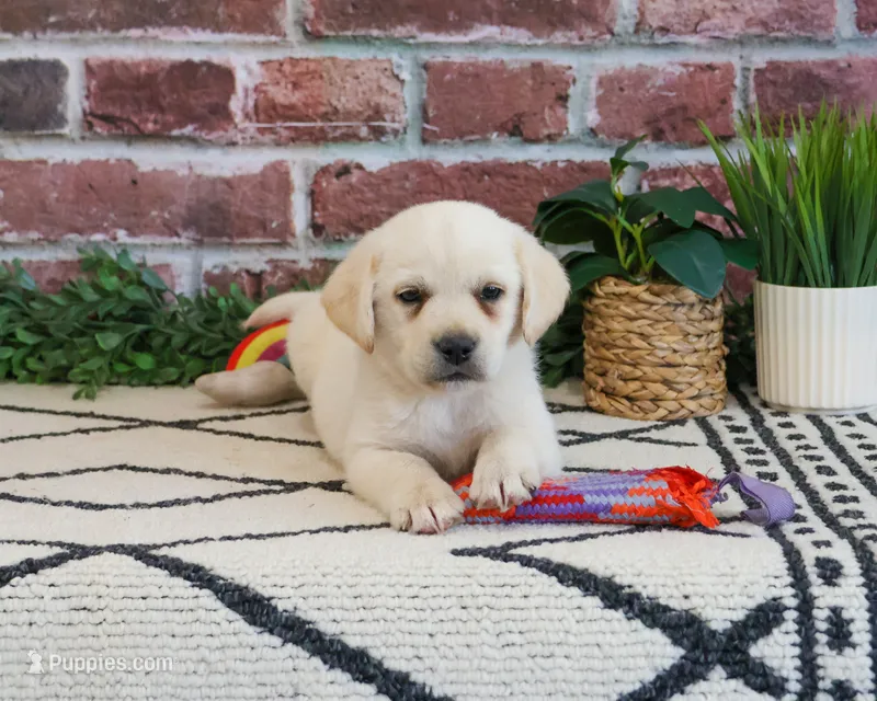 AKC Whitney – Labrador Retriever puppy for sale in Syracuse, IN