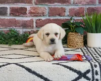 AKC Whitney, a female Labrador Retriever for sale in Syracuse, IN – 1 of 8