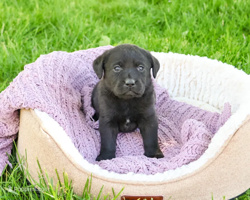 AKC Iridessa  – Labrador Retriever puppy for sale in Syracuse, IN