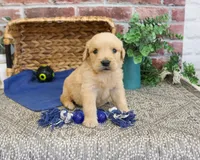 AKC Georgie , a male Golden Retriever for sale in Syracuse, IN – 3 of 5