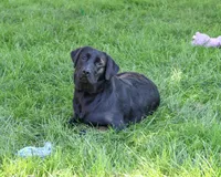 AKC Millie, a female Labrador Retriever for sale in Syracuse, IN – 4 of 4
