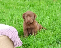 AKC Coco, a female Labrador Retriever for sale in Syracuse, IN – 4 of 8