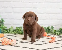 AKC Simba, a male Labrador Retriever for sale in Syracuse, IN – 2 of 6