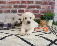 AKC Webber, a male Labrador Retriever for sale in Syracuse, IN – 4 of 9