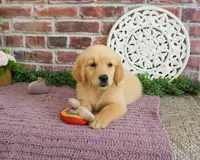 AKC Gracie, a female Golden Retriever for sale in Syracuse, IN – 3 of 6