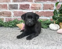 AKC Sapphire, a female Labrador Retriever for sale in Syracuse, IN – 5 of 5