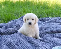 AKC Cedar, a male English Cream Golden Retriever for sale in Syracuse, IN – 2 of 5