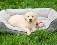 AKC Cecily, a female English Cream Golden Retriever for sale in Syracuse, IN – 3 of 8