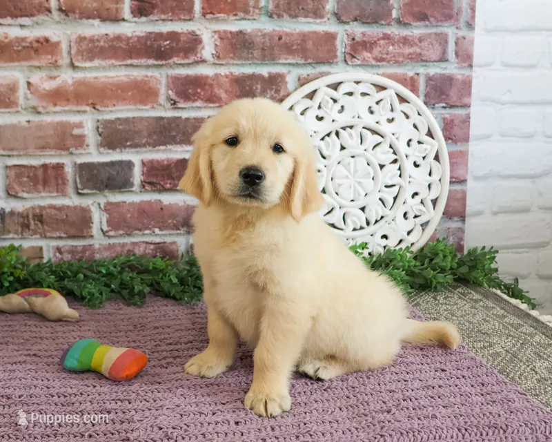 AKC Gwenn – Golden Retriever puppy for sale in Syracuse, IN